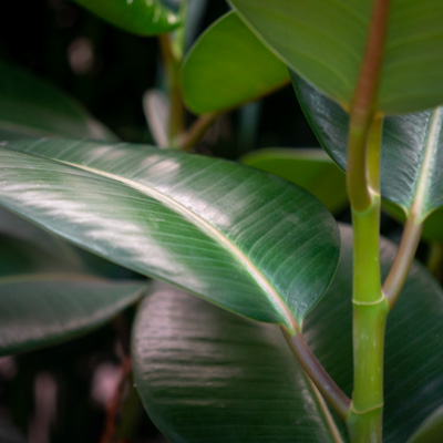 Acheter Ficus elastica