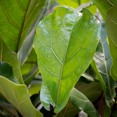 Ficus Lyrata