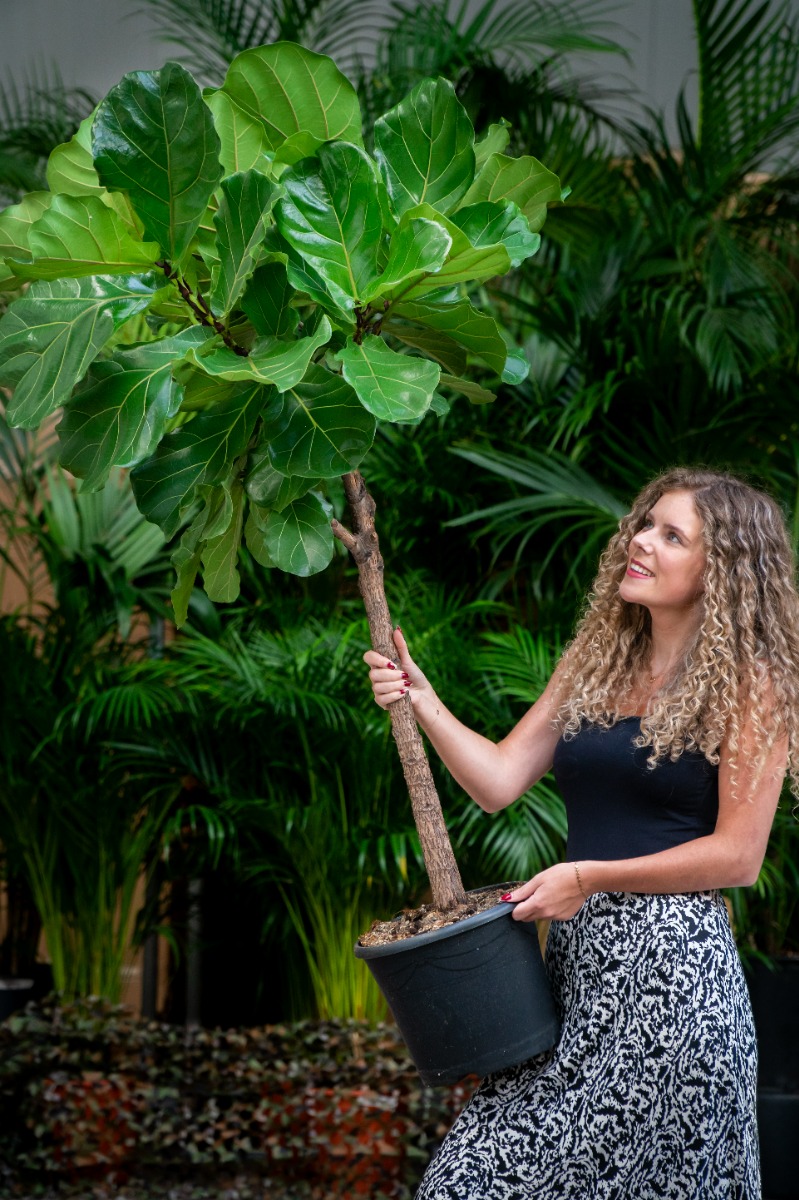 Acheter du Ficus Lyrata robuste