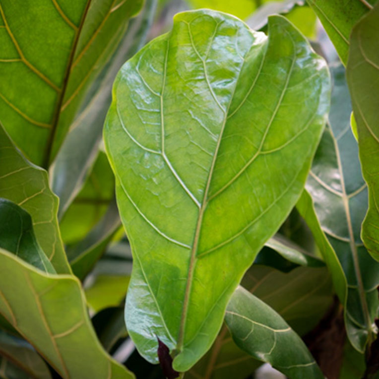 Acheter un Ficus qui aime le soleil