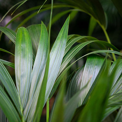 Acheter Kentia pour l'ombre