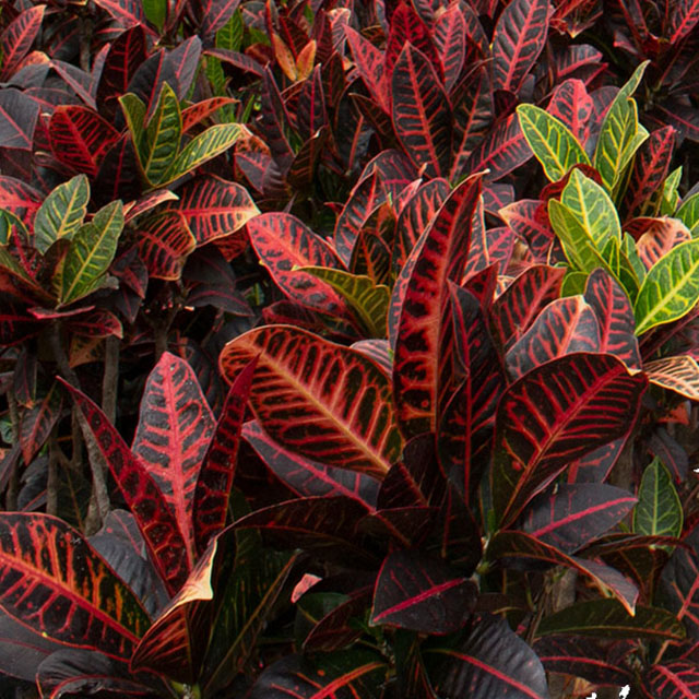 Croton Petra