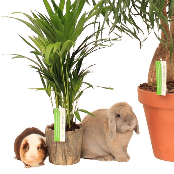 Plantes d'intérieur adaptées aux animaux domestiques