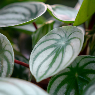 Peperomia Argyreia