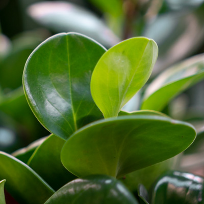 Peperomia Obtusifolia