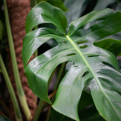 Monstera Pertusum