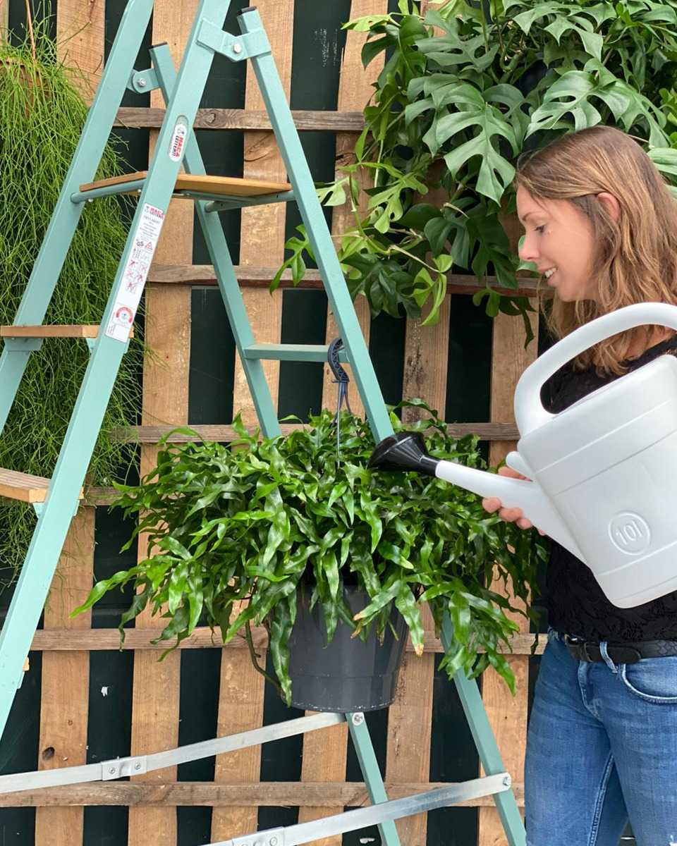 Arroser des plantes suspendues