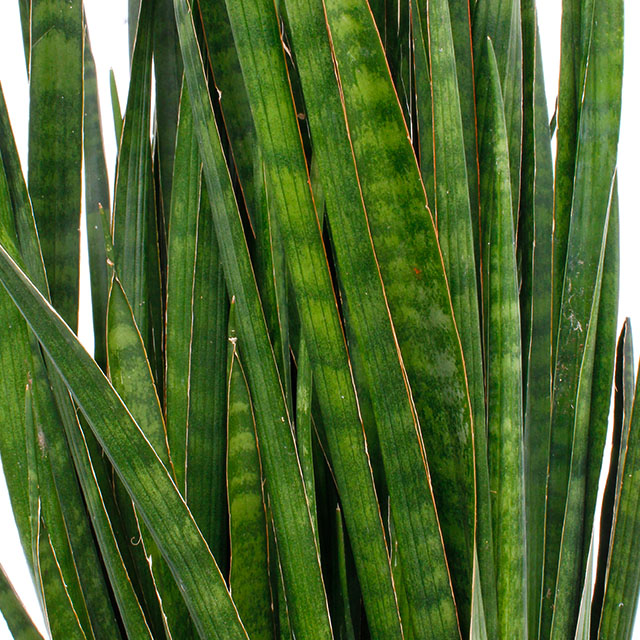 Acheter Sansevieria Kirkii ?