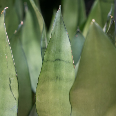 Sansevieria Moonshine