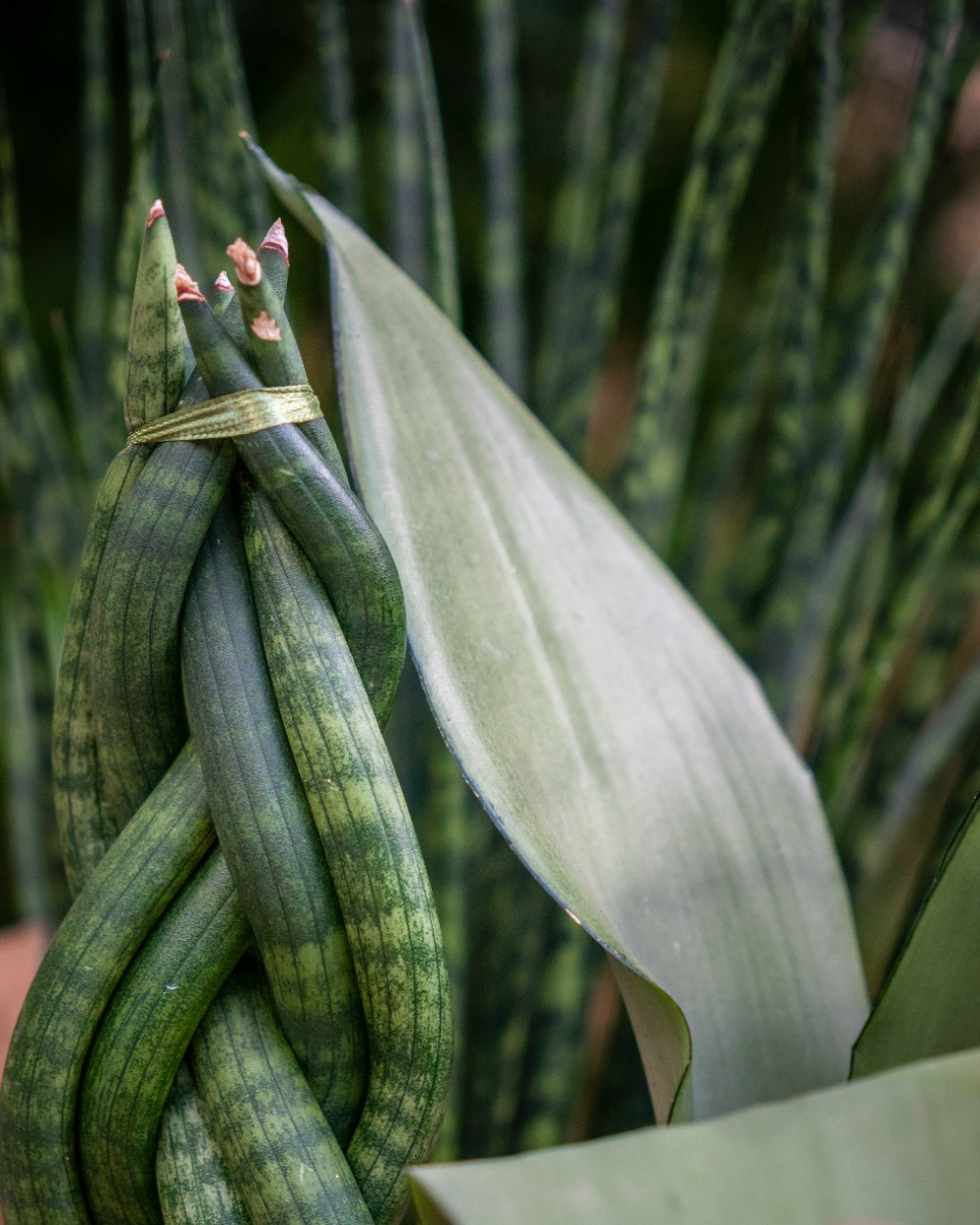 Acheter des Sansevieria robustes