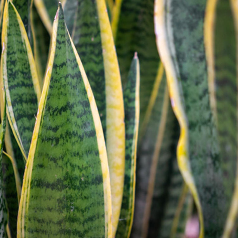 Acheter Sansevieria terre plus longtemps sèche