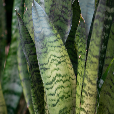 Sansevieria Zeylanica