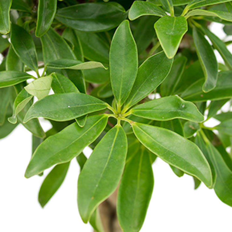 Acheter Schefflera Trinette 