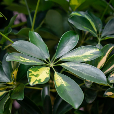 Schefflera Gold Capella