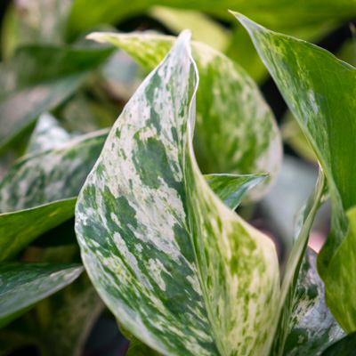 Scindapsus Marble Queen