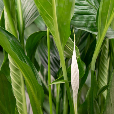 Spathiphyllum hydroponique acheter