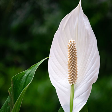 Acheter Spathiphyllum 