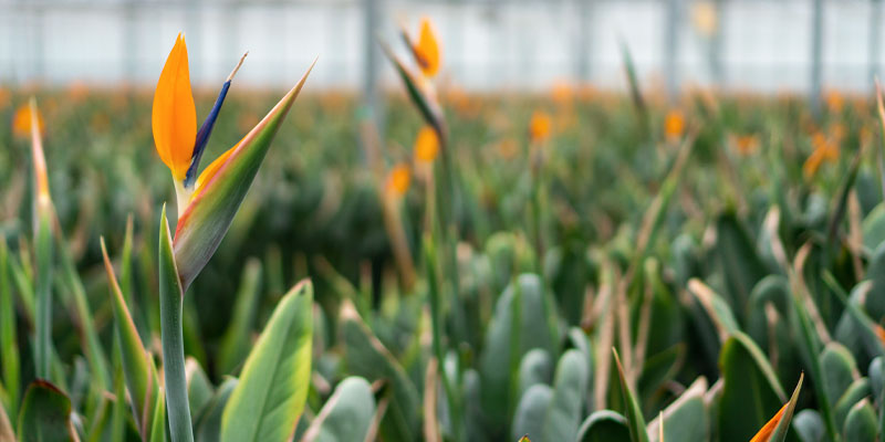 Strelitzia Reginae