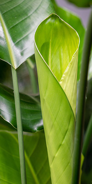 Groene kamerplanten kopen