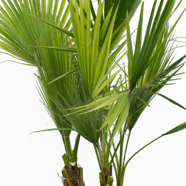 Washingtonia acheter?