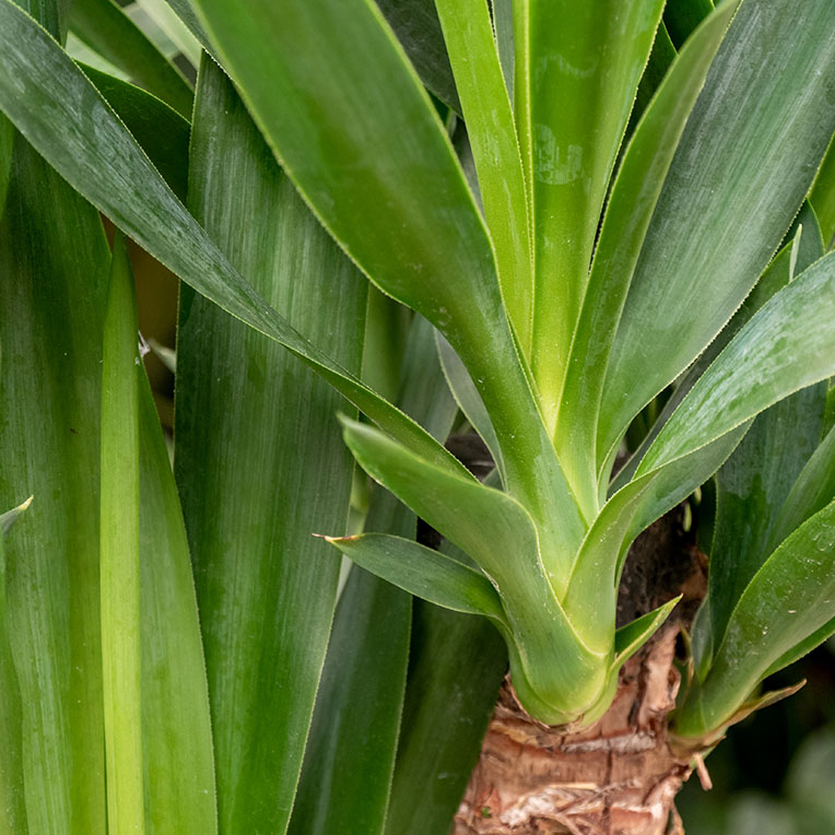 Acheter Yucca terre plus longtemps sèche