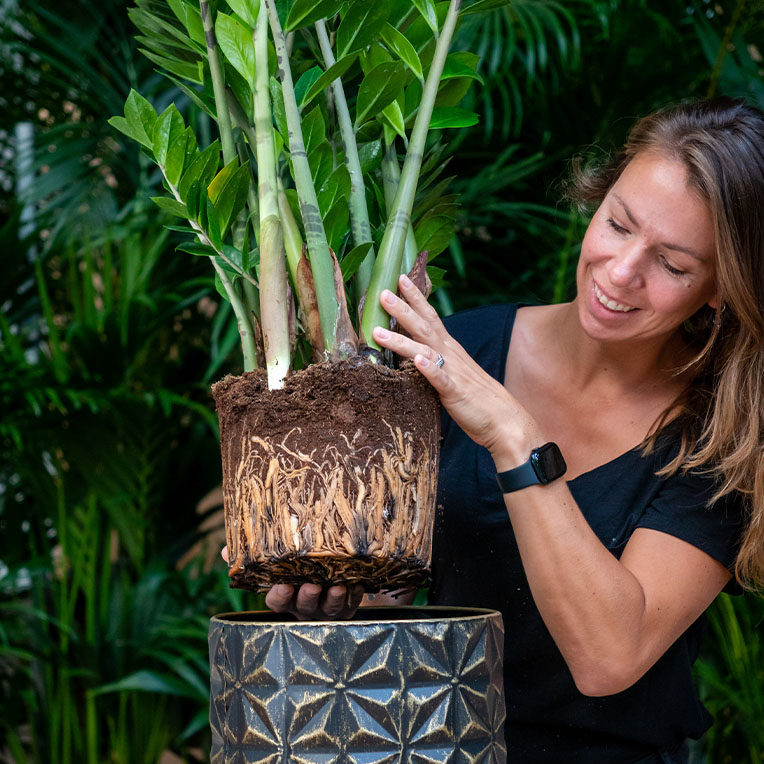 Acheter de la terre pour plantes d'intérieur plus longtemps sèche