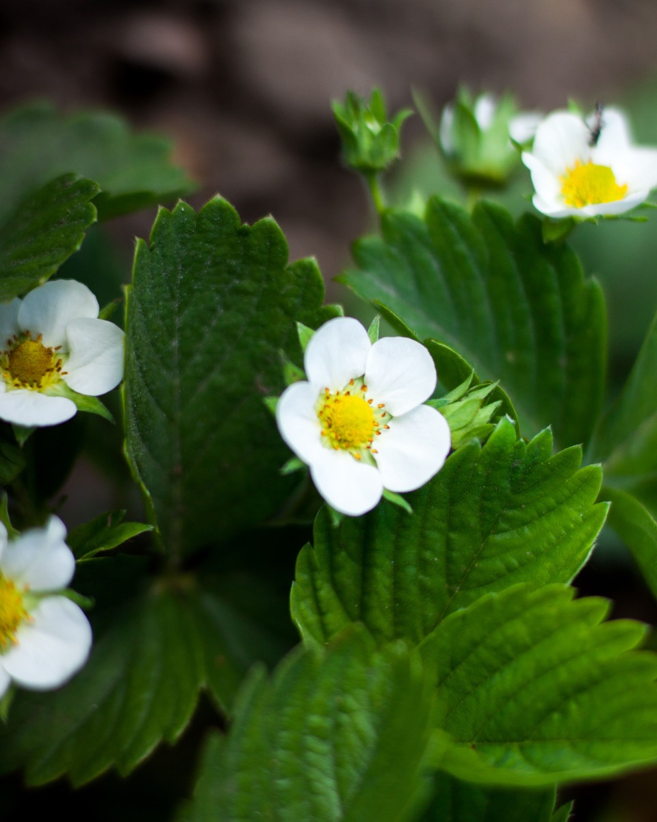 Fleur de fraisier