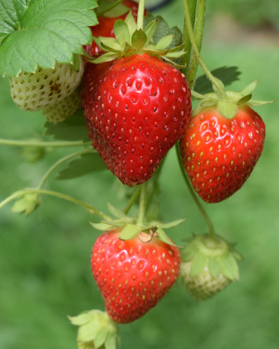 Fraise Fragaria × ananassa