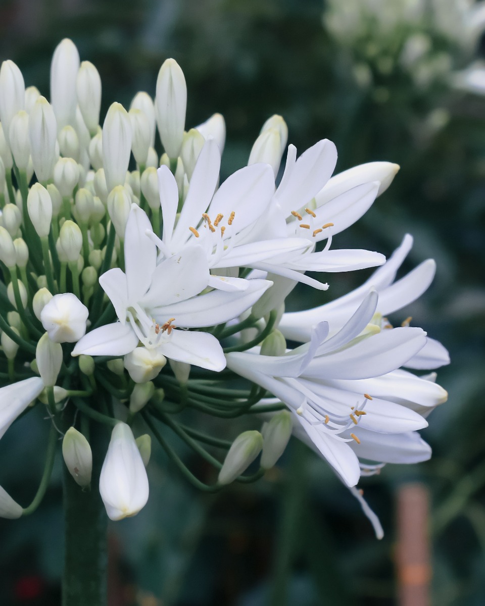 Entretien des agapanthes