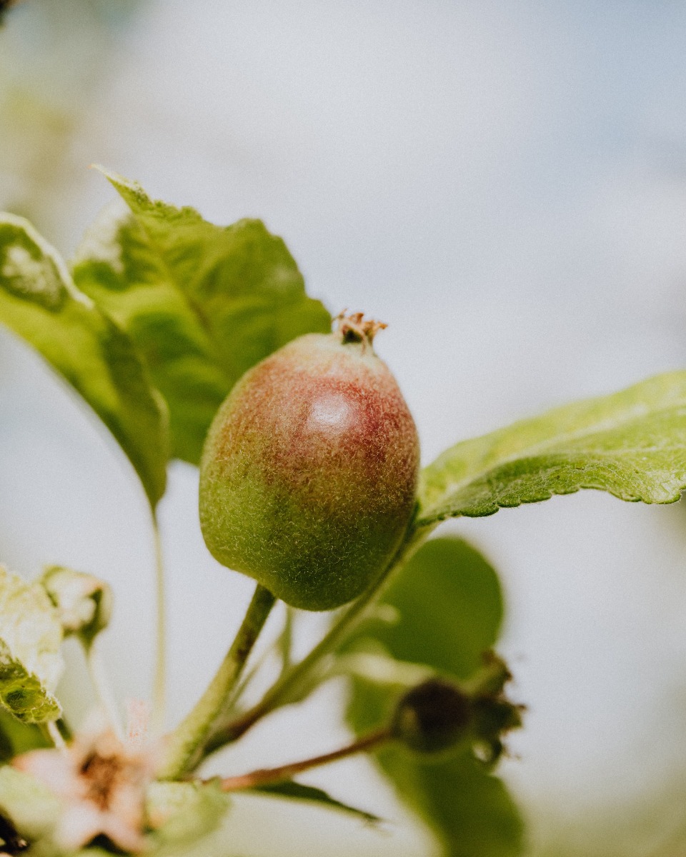 Le pommier Malus domestica