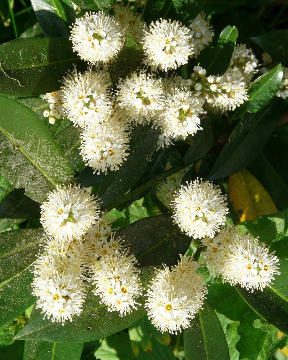 Fleurs de laurier