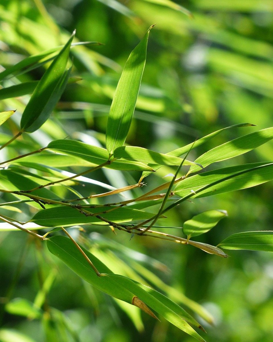 Plantations de bambous