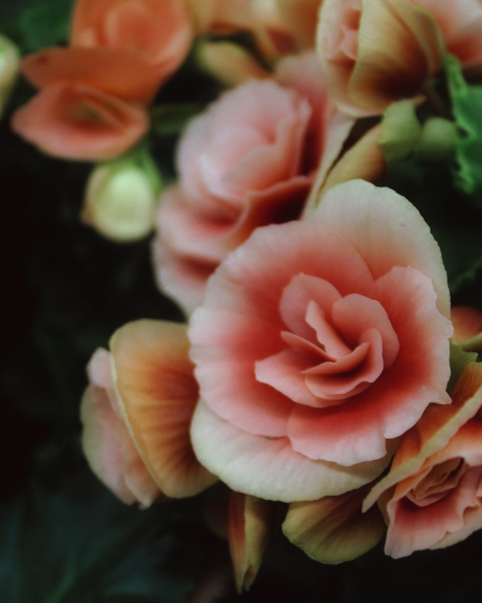 Fleurs de bégonia