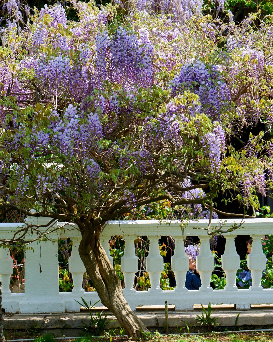 Plantation de glycines