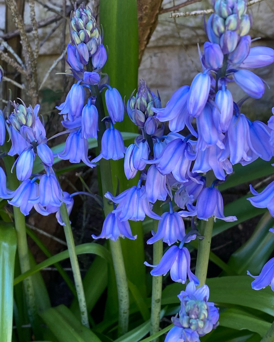 De la nourriture pour la Campanule 