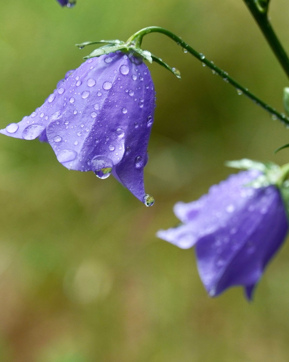 Arrosage des campanules