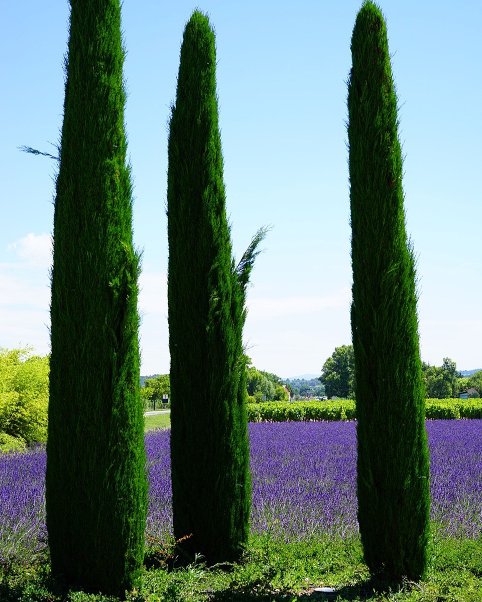 Plantation de cyprès