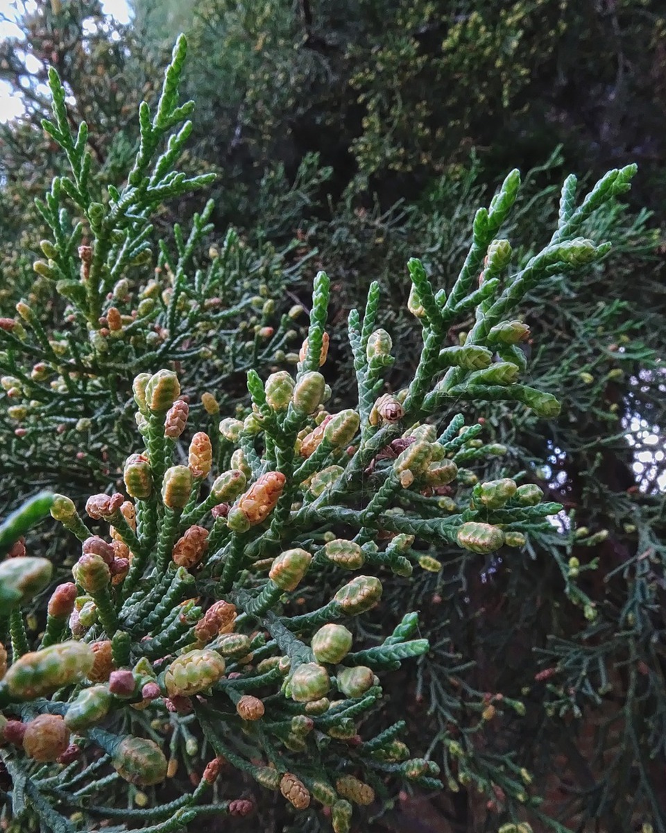 Fleurs de Cyprès