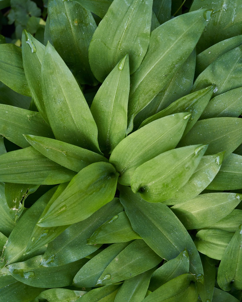 Arrosage de la ciboulette