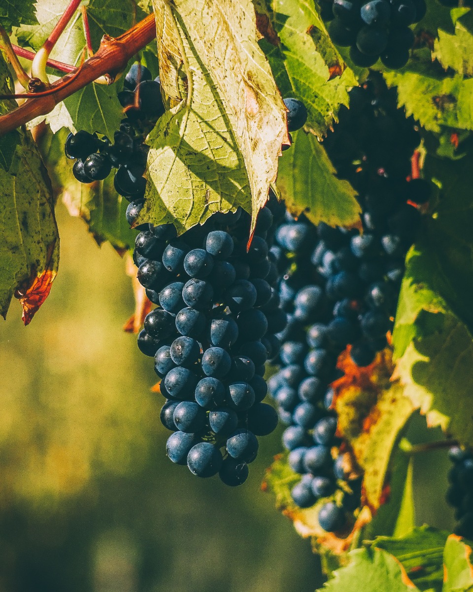 Plante à raisin Vitis Vinifera