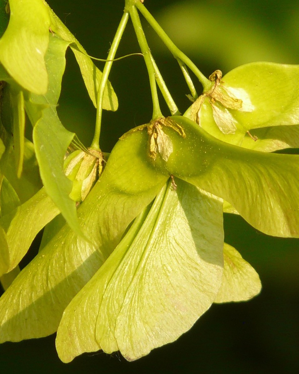 Fleurs de l'érable 