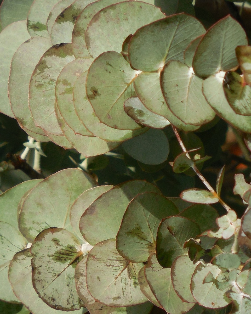 L'entretien de l'eucalyptus