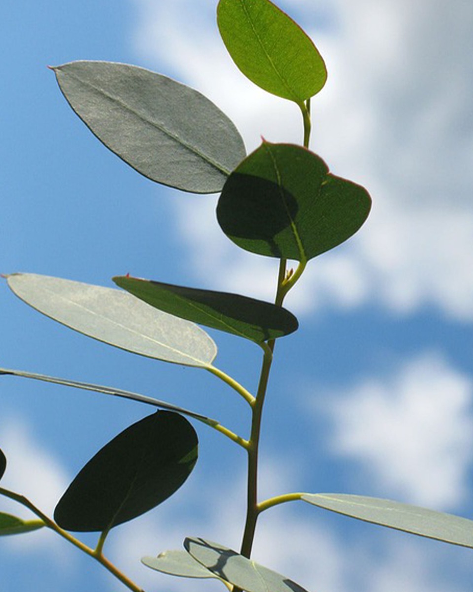 Plantes d'eucalyptus