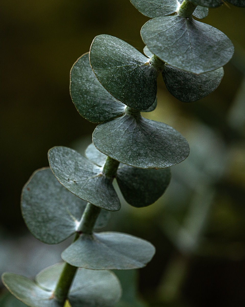 Arrosage des eucalyptus