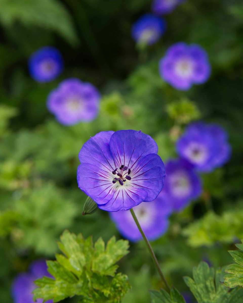 Plantes de géranium