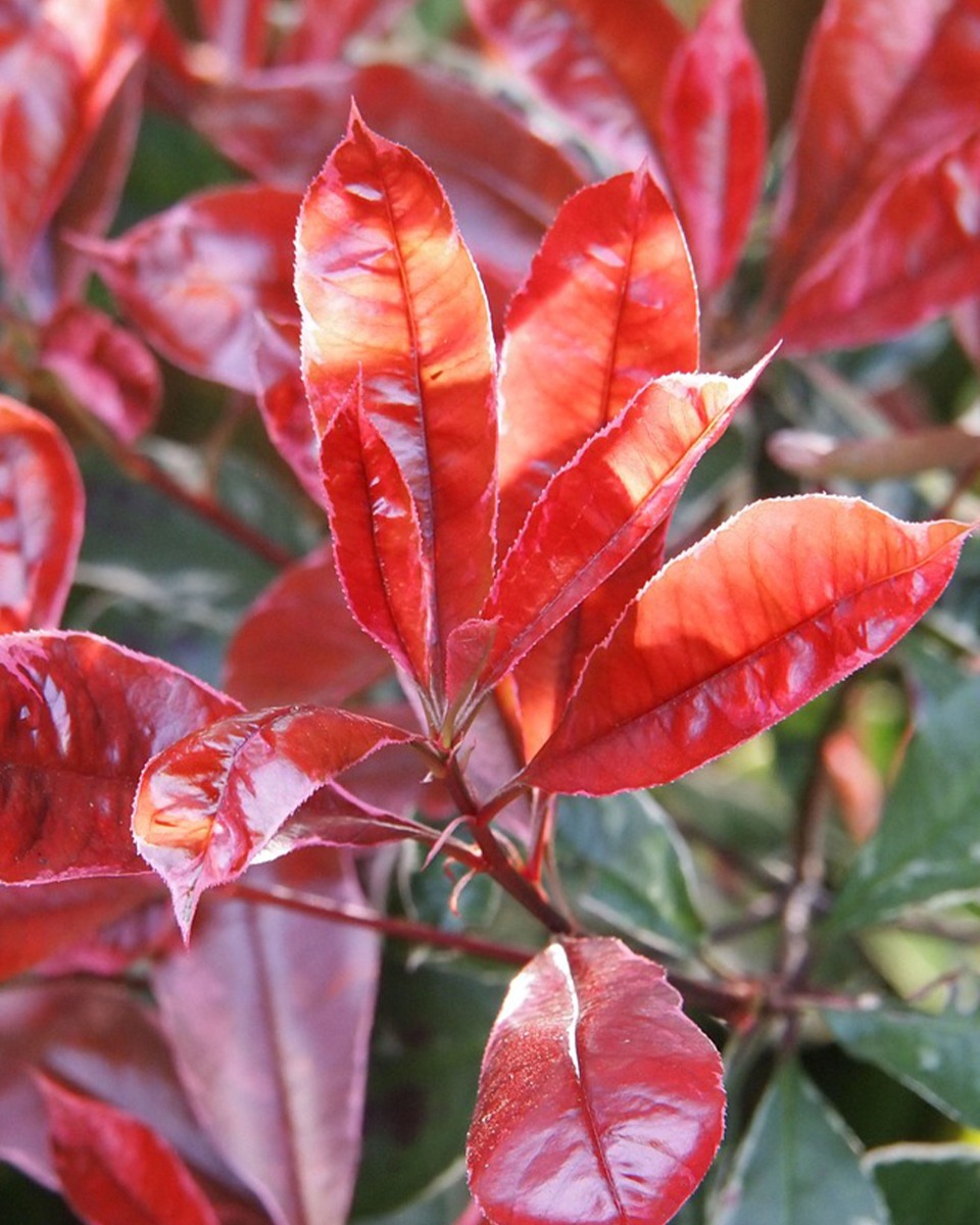 Arrosage du photinia