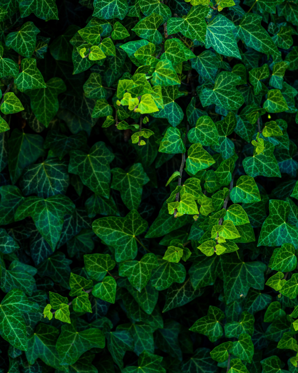 Rempotage des plantes suspendues Hedera