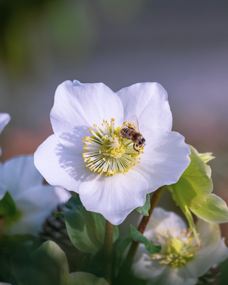 Fleurs d'hellébores 