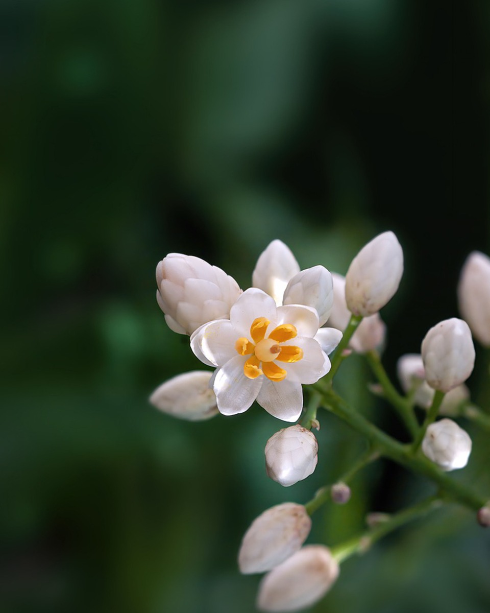 Fleurs de bambou célestes