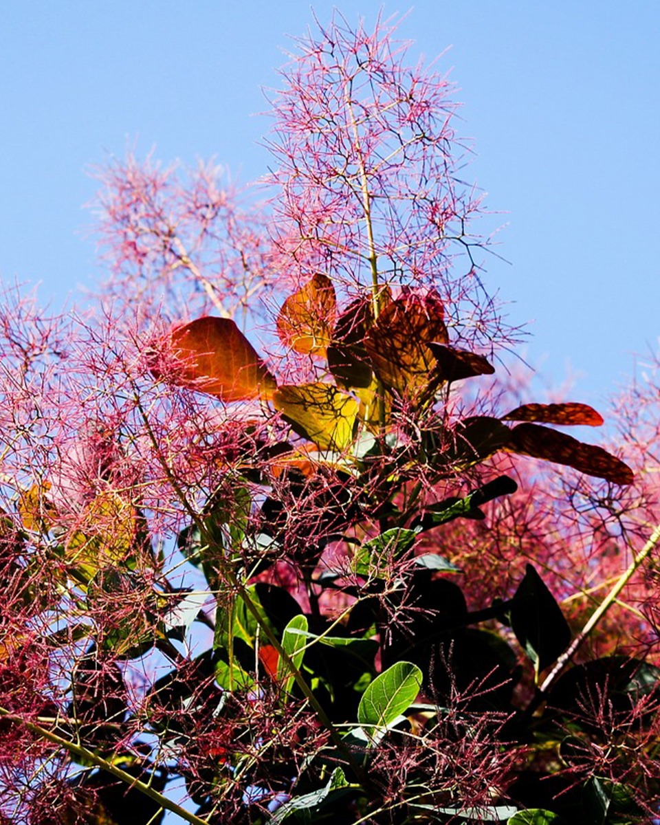 Fleurs de l'arbre à perruque 